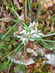 Ornithogalum fimbriatum