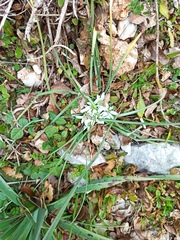 Ornithogalum fimbriatum