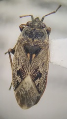 Sphragisticus nebulosus