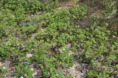 Xanthium orientale italicum