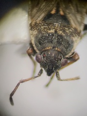 Sphragisticus nebulosus