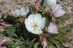 Oenothera cespitosa