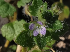 Veronica hederifolia-sublobata-triloba