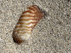 Arca zebra