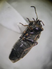 Sphragisticus nebulosus