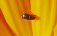 Brassicogethes aeneus