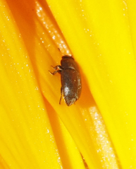 Brassicogethes aeneus