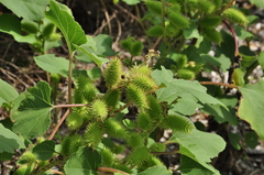 Xanthium orientale italicum