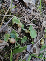 Pericartiellus durieui