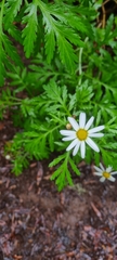 Image of Argyranthemum callichrysum