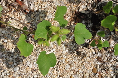Xanthium orientale italicum