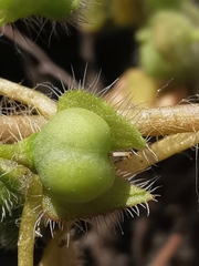 Veronica hederifolia-sublobata-triloba
