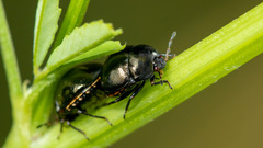 Coptosoma scutellatum