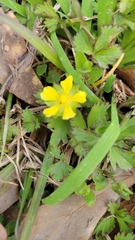 Ranunculus fascicularis