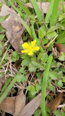 Ranunculus fascicularis