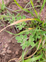 Acmispon wrangelianus