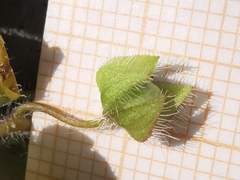 Veronica hederifolia-sublobata-triloba