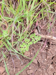 Acmispon wrangelianus