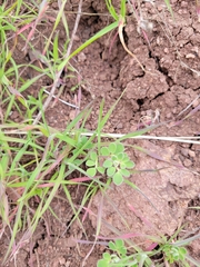 Acmispon wrangelianus