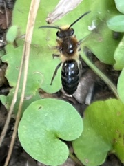 Colletes thoracicus
