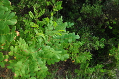 Rhus coriaria