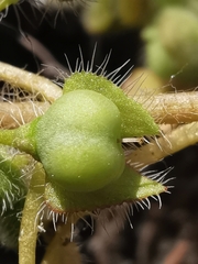 Veronica hederifolia-sublobata-triloba
