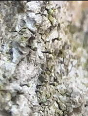 Chaenotheca hispidula