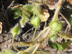 Veronica hederifolia-sublobata-triloba