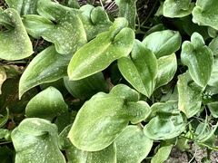 Arisarum simorrhinum