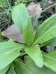 Centranthus ruber