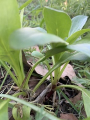 Centranthus ruber