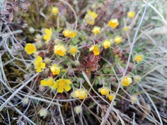 Potentilla heptaphylla
