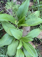 Centranthus ruber