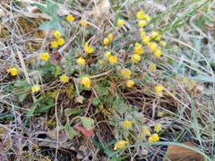 Potentilla heptaphylla