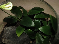 Anubias barteri