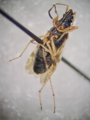 Ligyrocoris