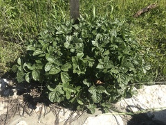 Bituminaria bituminosa