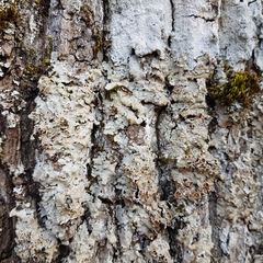 Ricasolia amplissima