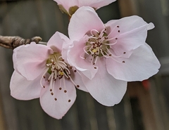 Prunus serrulata