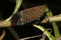 Alaruasa lepida