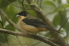 Trichothraupis melanops