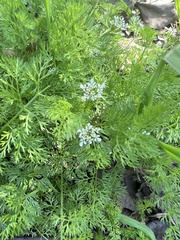 Scandix pecten-veneris