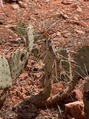 Opuntia tortispina
