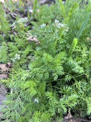 Scandix pecten-veneris