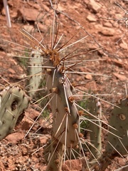 Opuntia tortispina