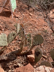 Opuntia tortispina