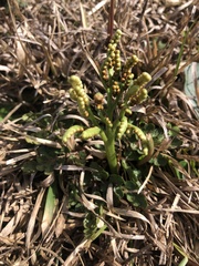 Sceptridium lunarioides