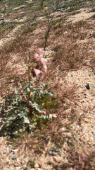 Chylismia claviformis