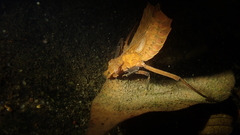 Sieboldius alexanderi