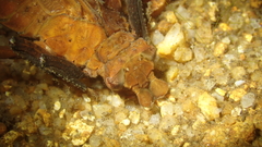 Sieboldius alexanderi